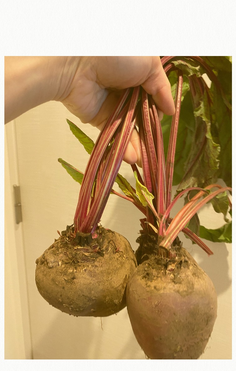 収穫直後のビーツ